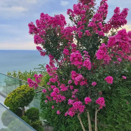 Tatalia, * Bozhurets